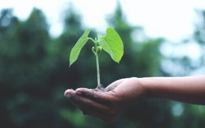 To Build Business, Forget the Lead Funnel and Think of a Garden