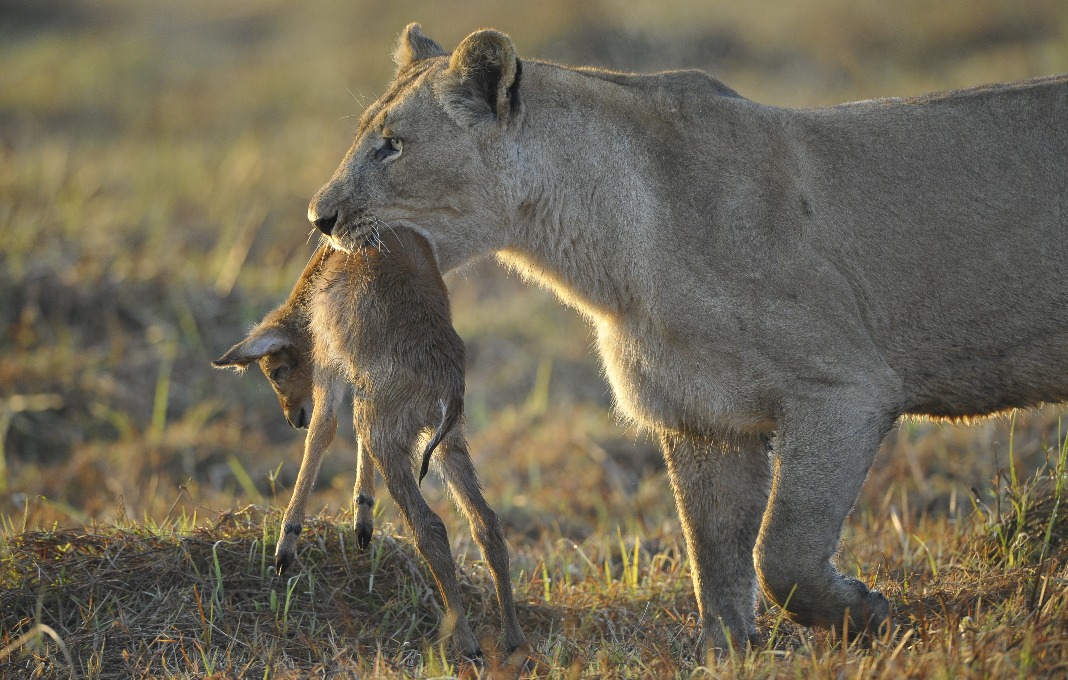 A cougar carrying an antelope it killed